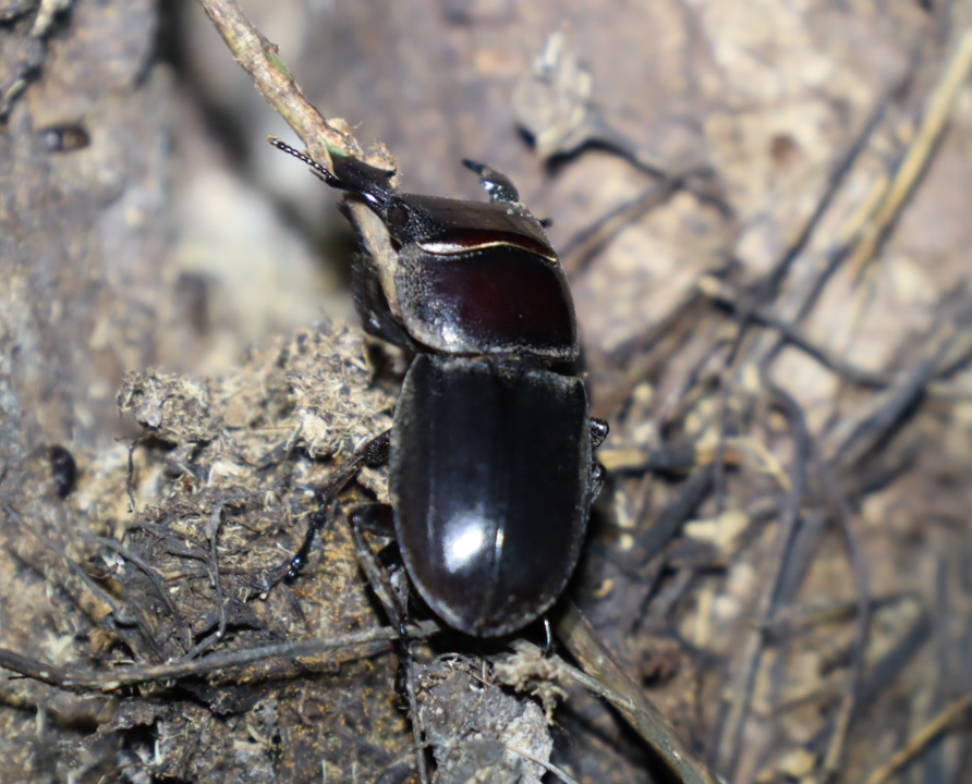 隙間から取り出した ヒラタクワガタ♂32mm_クヌギ-ほったらかしの森_2023年9月25日19時25分気温21.3度